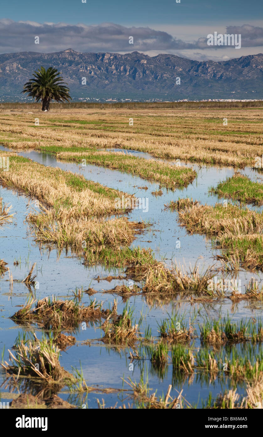 Autour de Nantes, Parc Naturel du Delta de l'Ebre, Tarragona, Espagne Banque D'Images