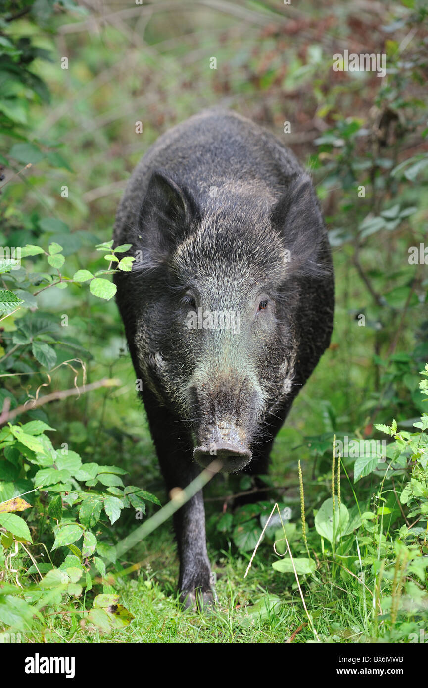 Le sanglier (Sus scrofa) sow marche dans un bois - Louvain-La-Neuve - Belgique Banque D'Images