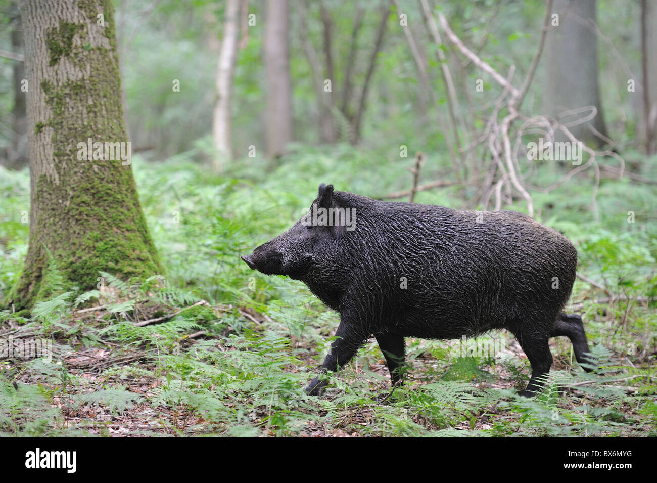 Le sanglier (Sus scrofa) sow marche dans un bois - Louvain-La-Neuve - Belgique Banque D'Images