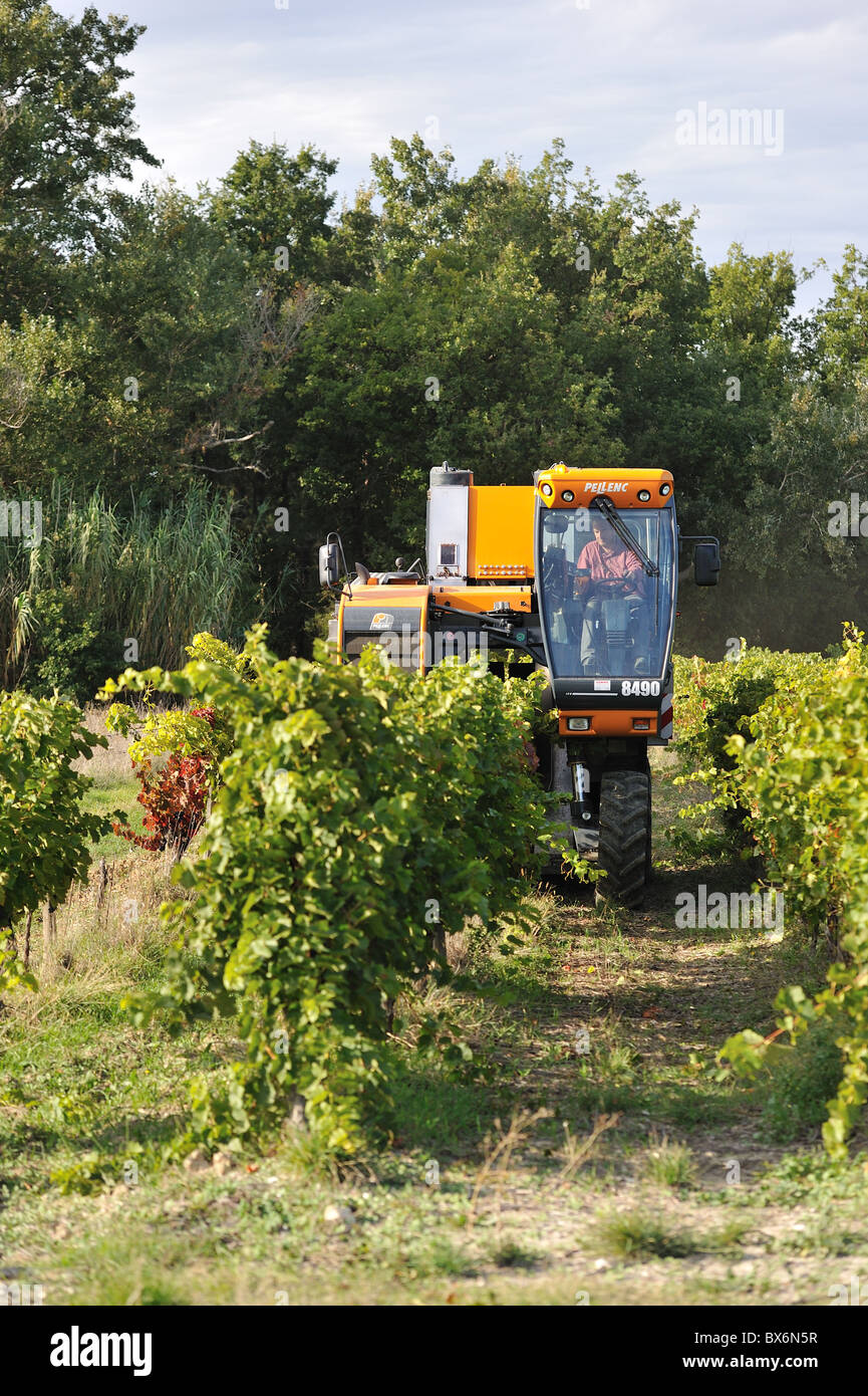 Vigne (Vitis vinifera) vendanges machine avec système intégré de collecte de tri le raisin pour faire du vin en automne (octobre) Banque D'Images