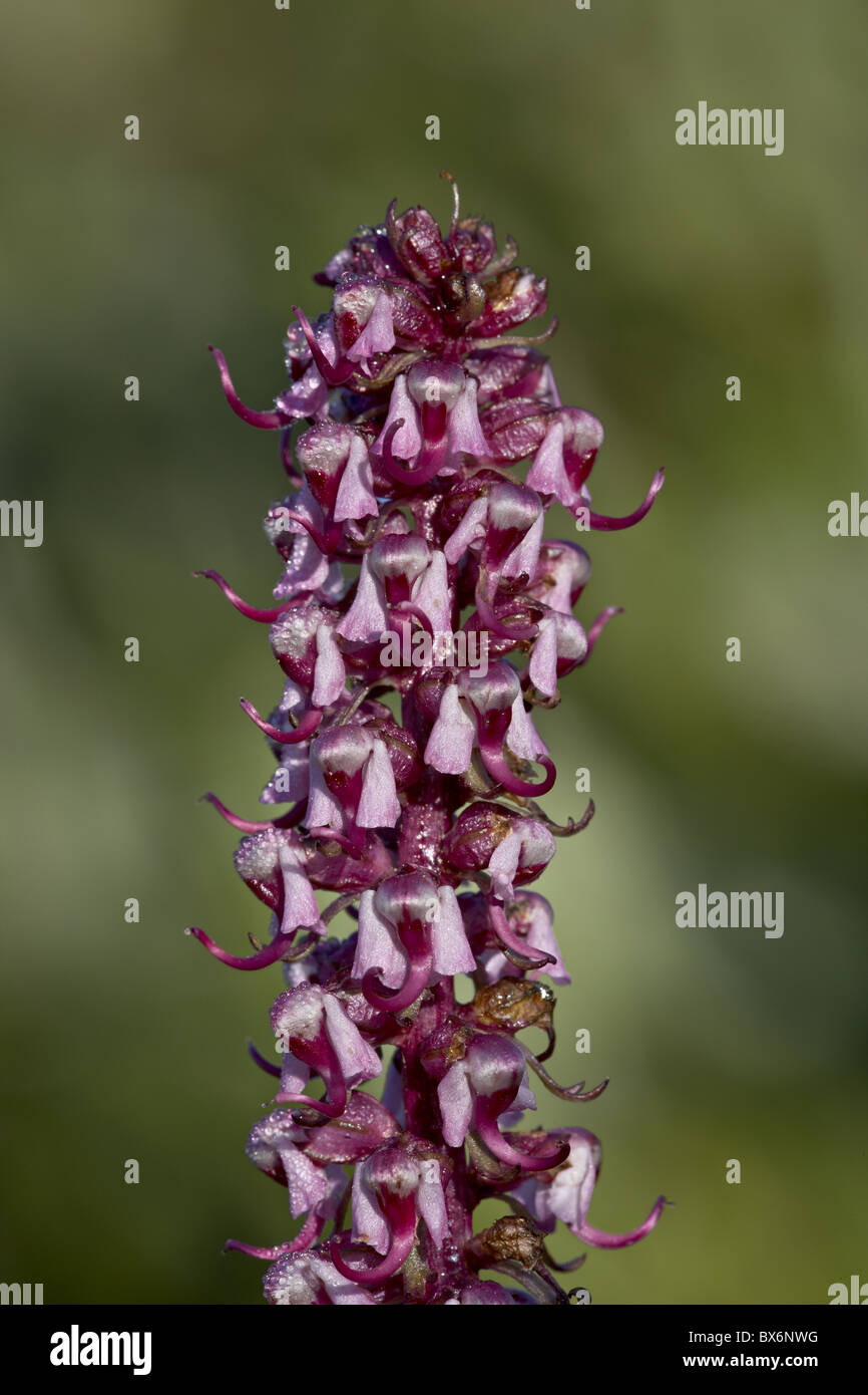 Les têtes d'éléphants (peu d'éléphants rouges) (Pedicularis groenlandica), forêt nationale de Shoshone, Wyoming, USA Banque D'Images