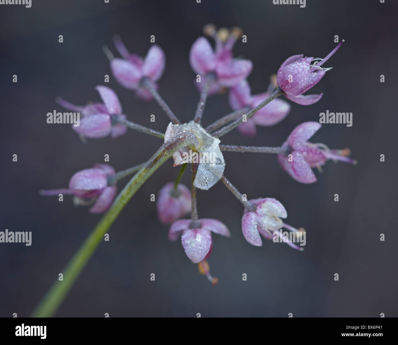 Un signe de l'oignon (Allium cernuum), Glacier National Park, Montana, États-Unis d'Amérique, Amérique du Nord Banque D'Images