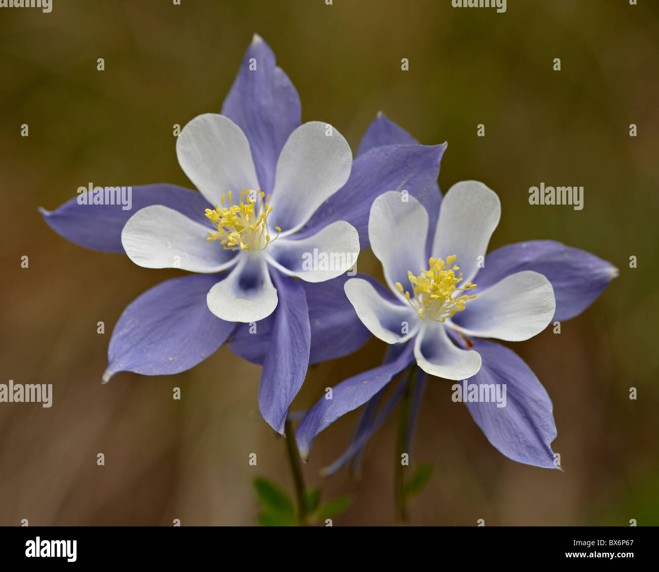 L'ancolie bleue (Aquilegia coerulea), Weston Pass, Pike et San Isabel National Forest, Colorado, USA Banque D'Images