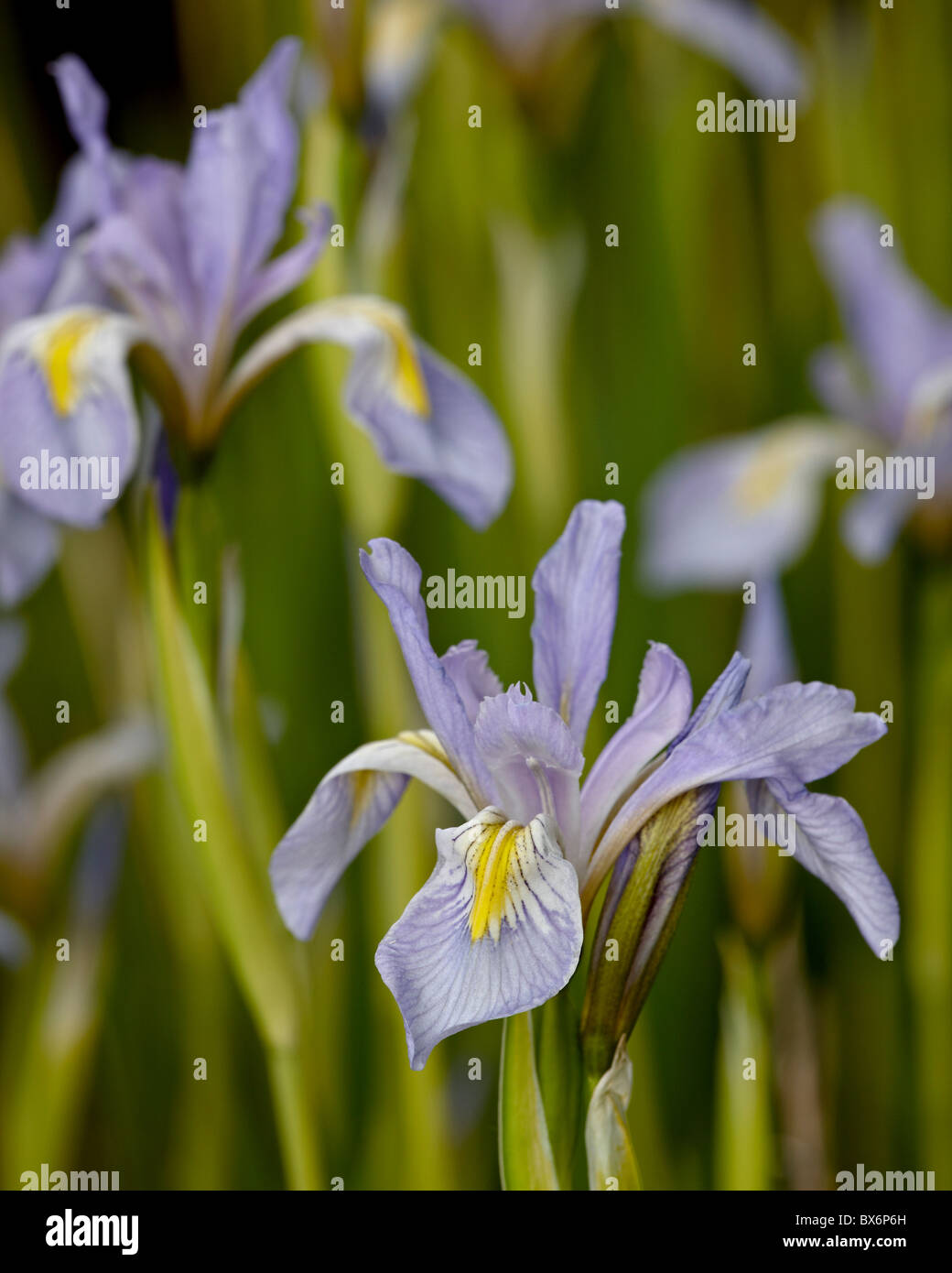 Rocky Mountain iris (Iris missouriensis), Weston Pass, Pike et San Isabel National Forest, Colorado, USA Banque D'Images