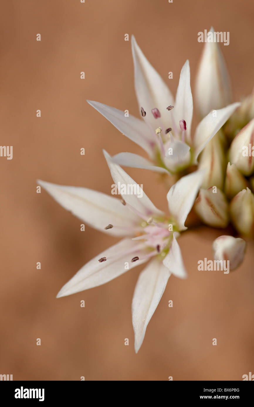 Oignon (Allium sauvages des prairies textile), Canyon Country, Utah, États-Unis d'Amérique, Amérique du Nord Banque D'Images