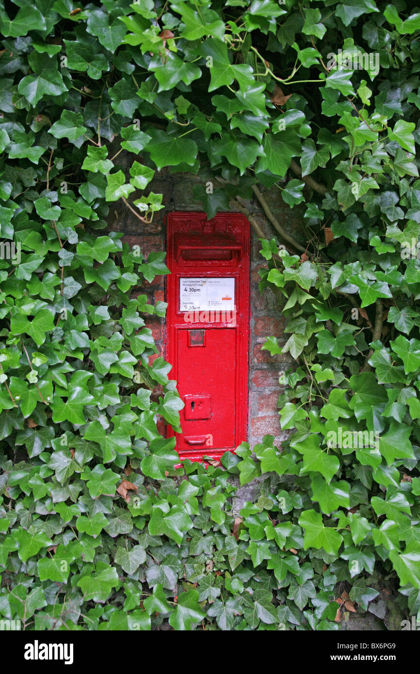 Un victorien rouge post box dans un mur couvert de lierre Banque D'Images