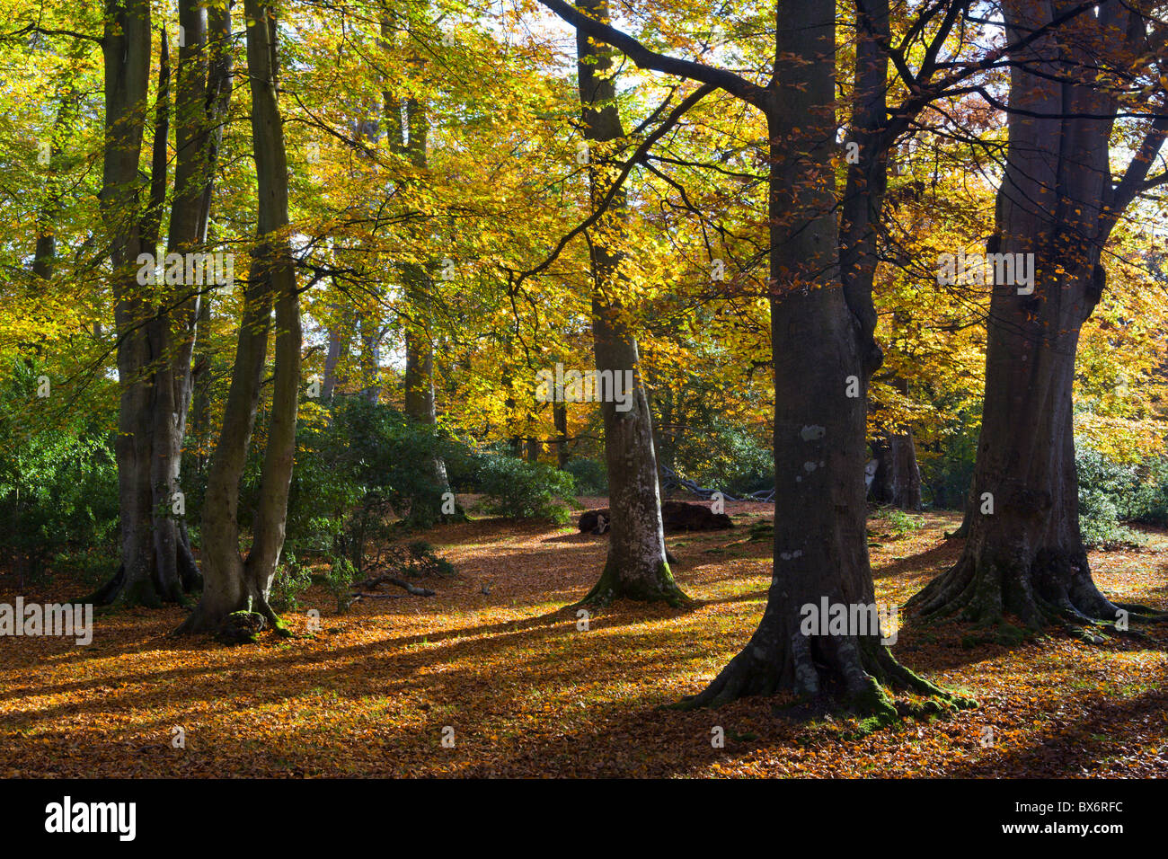 Feuillage d'automne dans un bois de feuillus, parc national New Forest, Hampshire, Angleterre. L'automne (novembre) 2007 Banque D'Images