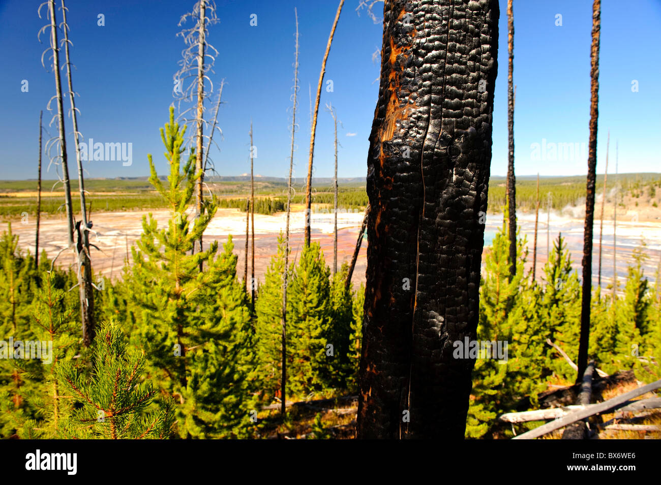 La régénération des forêts, le Parc National de Yellowstone, Wyoming, USA Banque D'Images