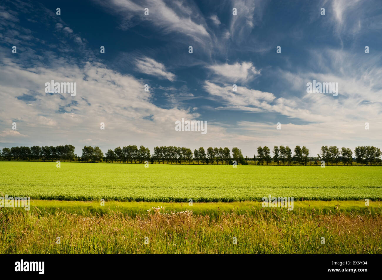 Fenland agricoles cultivées, derrière la digue à la réserve naturelle nationale de lavage, près de Sutton Bridge, Lincolnshire Banque D'Images