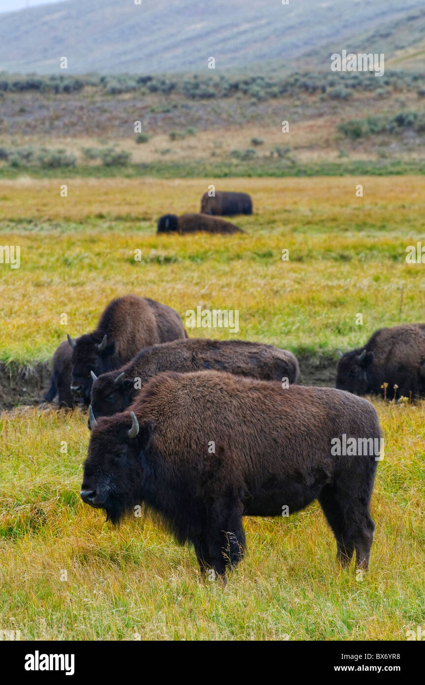 Le bison et le Bison d'Amérique (Bison bison), le Parc National de Yellowstone, Wyoming, USA Banque D'Images