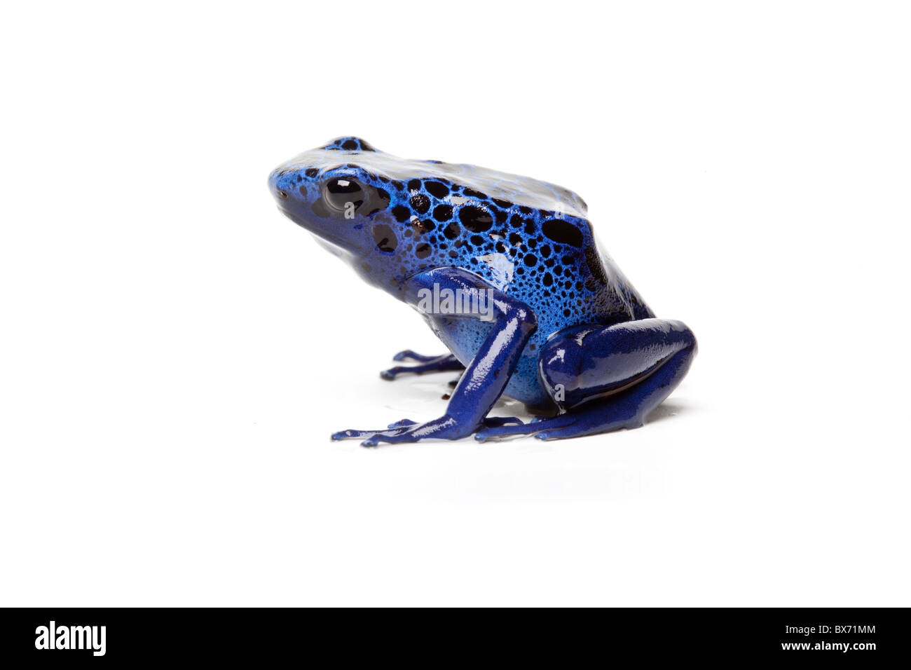 Blue Poison Dart Frog, Dendrobates tinctorius azureus Banque D'Images