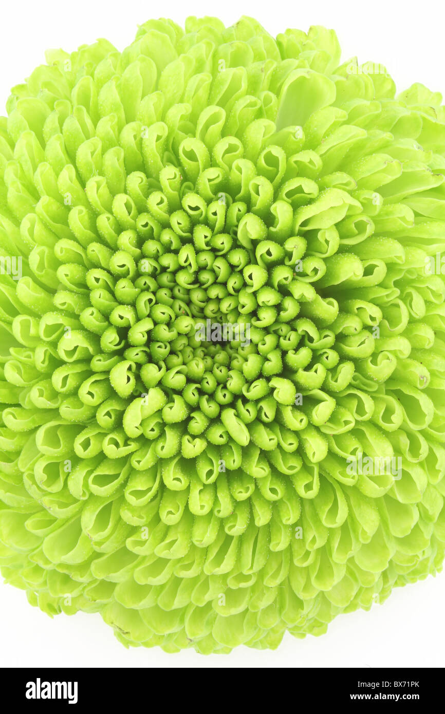 Macro d'une chrysanthème vert isolé sur fond blanc. Banque D'Images