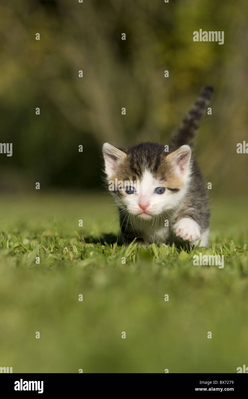 Katze, Kaetzchen gehend auf Wiese, Cat, kitten walking on a meadow Banque D'Images