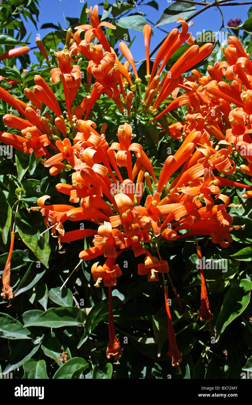 Trompette Orange fleurs rampantes Pyrostegia venusta prises à Ziway, Ethiopie Banque D'Images
