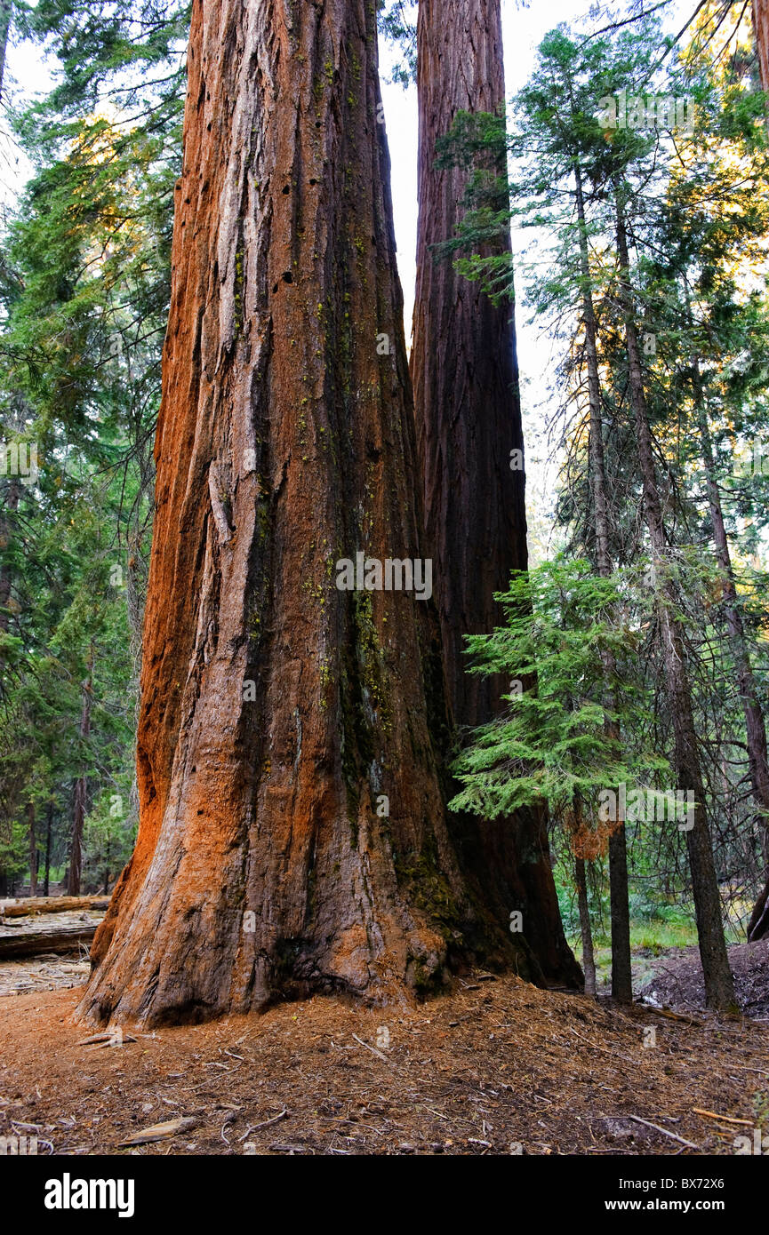 États-unis, Californie, Yosemite National Park, Mariposa Grove, Séquoias Géants Banque D'Images