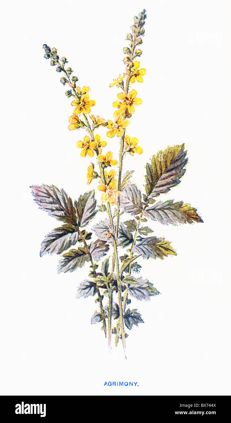 Aigremoine (Agrimonia Eupatoria) de familiariser les fleurs sauvages par F. Edward Hulme, Lithographie couleur Banque D'Images