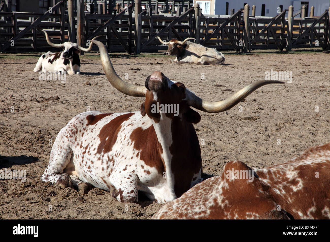 Les taches de rousseur, Longhorn vache, bestiaux, Fort Worth, Texas Banque D'Images