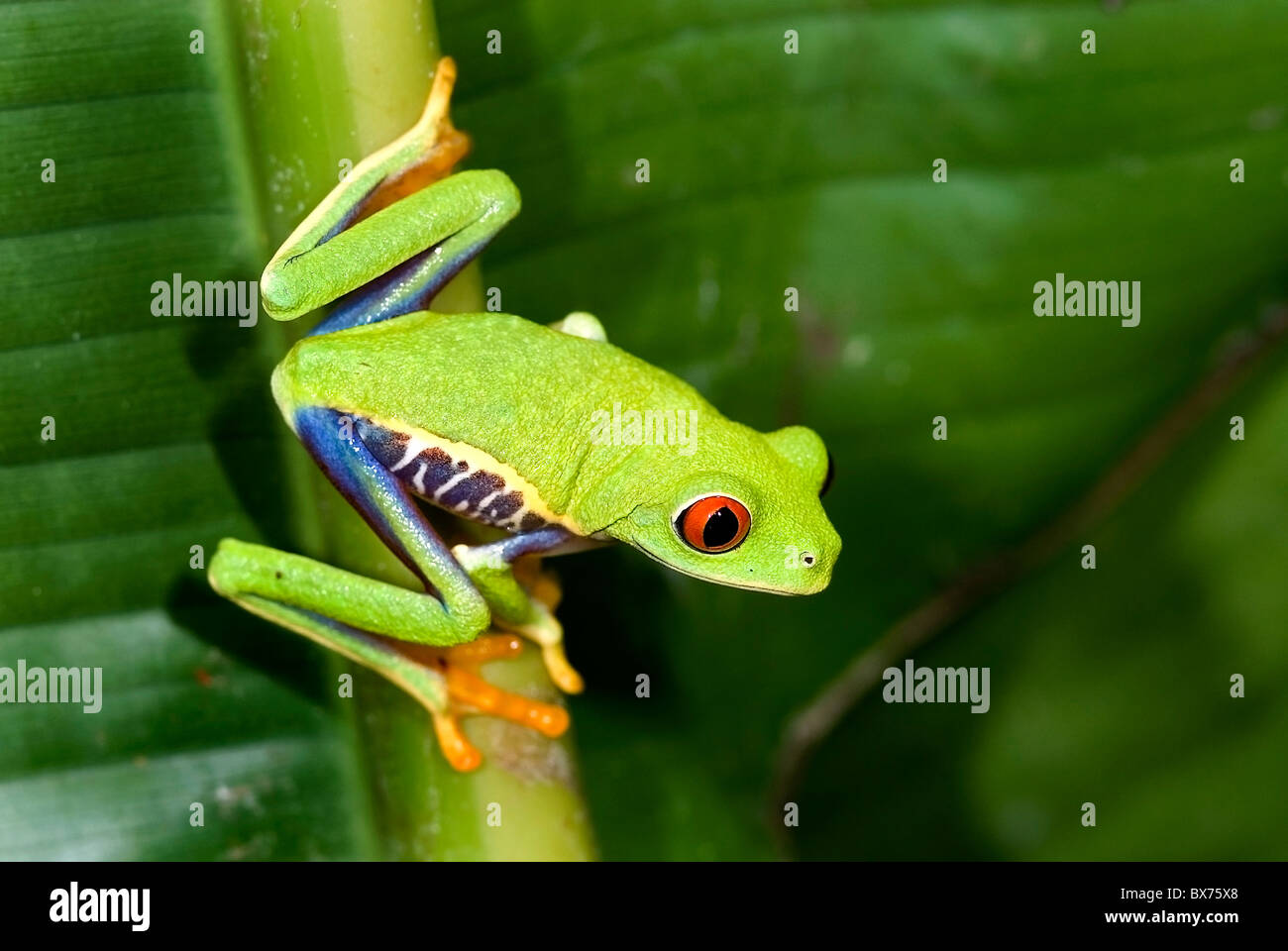 Red eyed tree frog 'agalychnis callidryas' du Costa Rica Banque D'Images