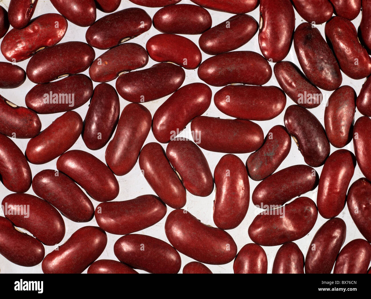 Haricots (Phaseolus vulgaris) seeds Banque D'Images