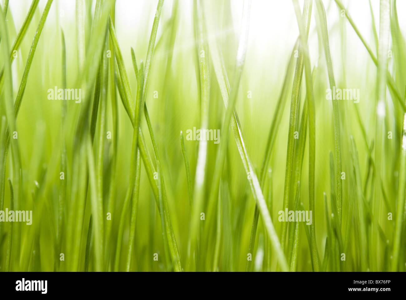 herbe verte Banque D'Images