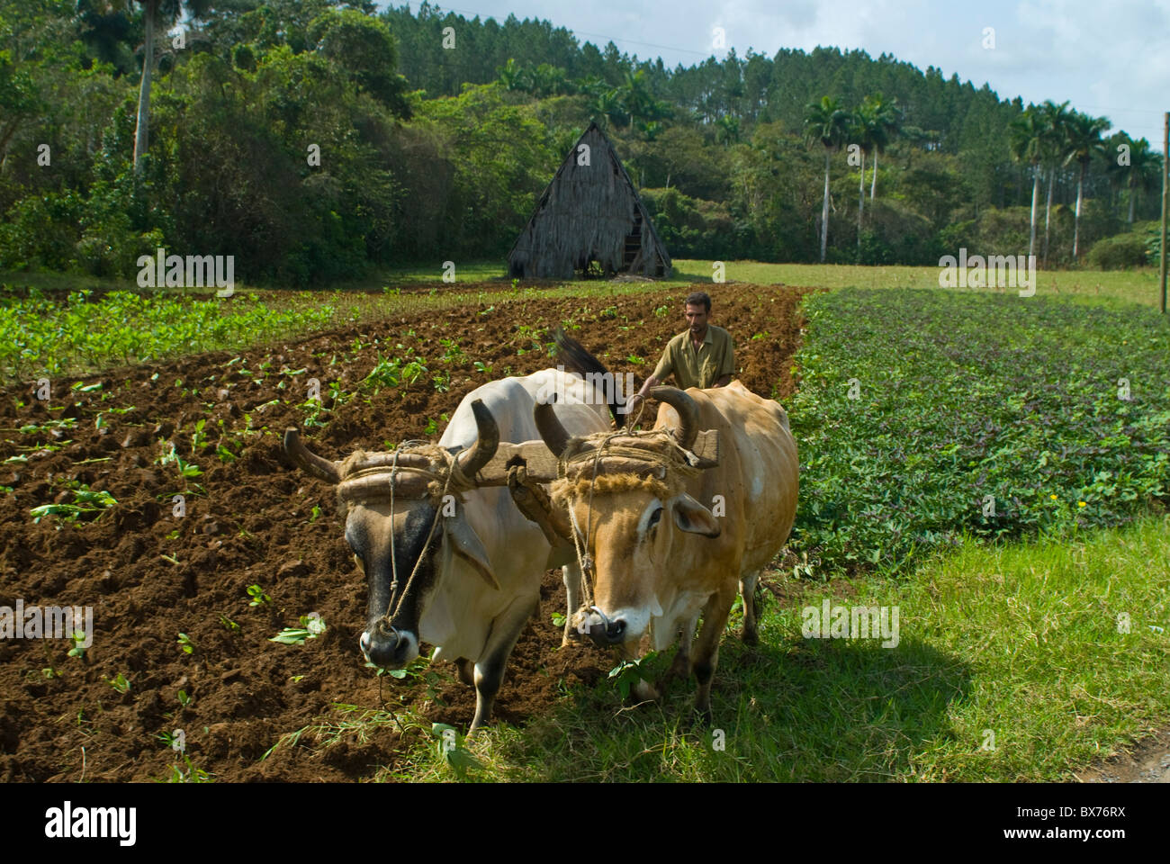 À l'aide de boeufs d'agriculteurs cultivant la terre pour les cultures de tabac, Vinales, Cuba, Antilles, Caraïbes, Amérique Centrale Banque D'Images