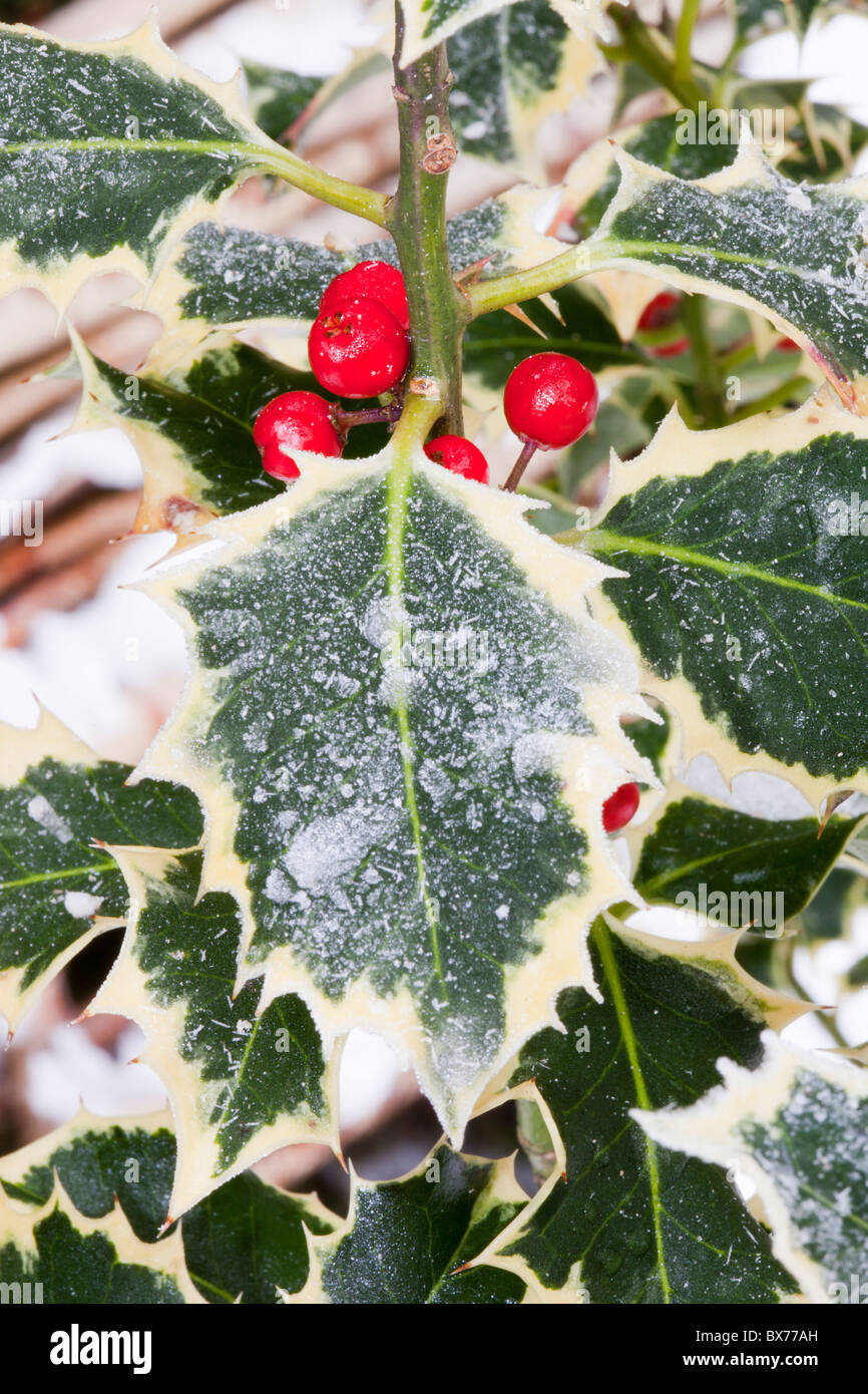 Hoare du givre sur les feuilles de houx, Ambleside, Lake District, UK. Banque D'Images