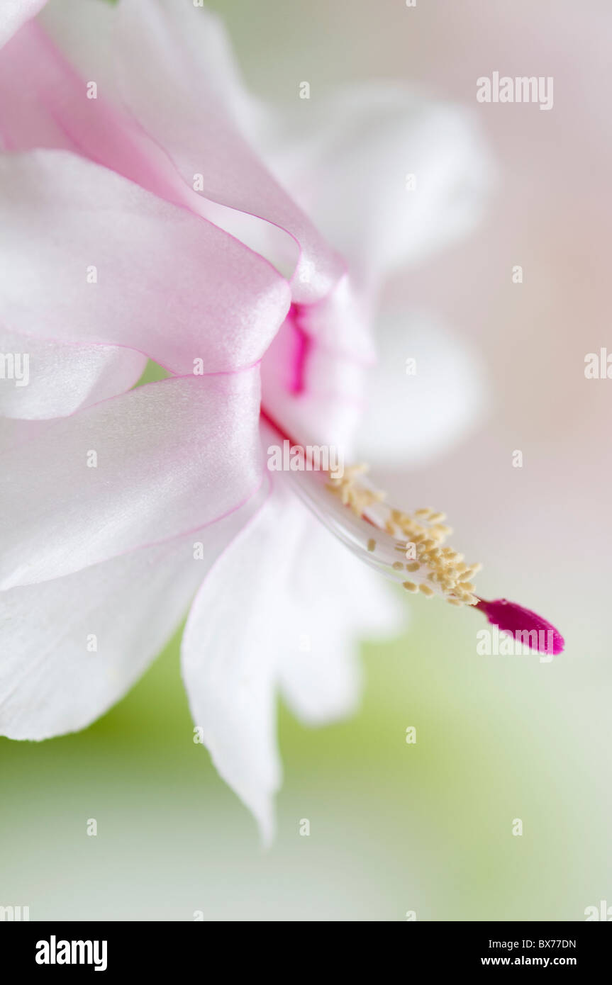 Une seule fleur de cactus de Noël blanc - Schlumberger ou Zygocactus Banque D'Images