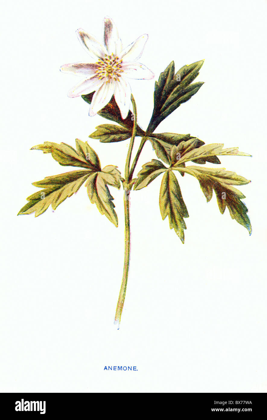 Anemone (Anemone nemorosa) de familiariser les fleurs sauvages par F. Edward Hulme, Lithographie couleur Banque D'Images