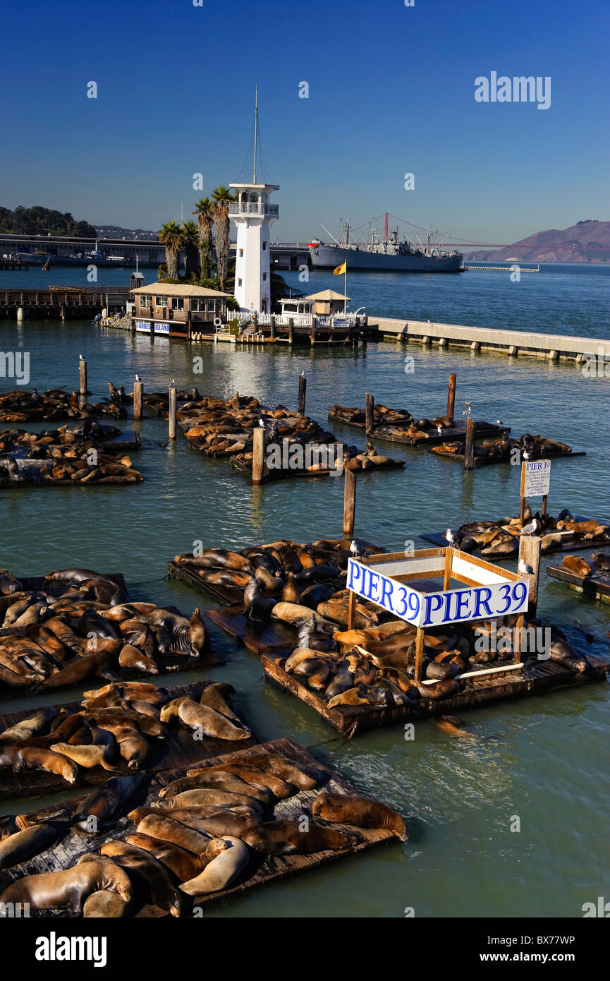 États-unis, Californie, San Francisco, Fisherman's Wharf, Pier 39, lions de mer Banque D'Images