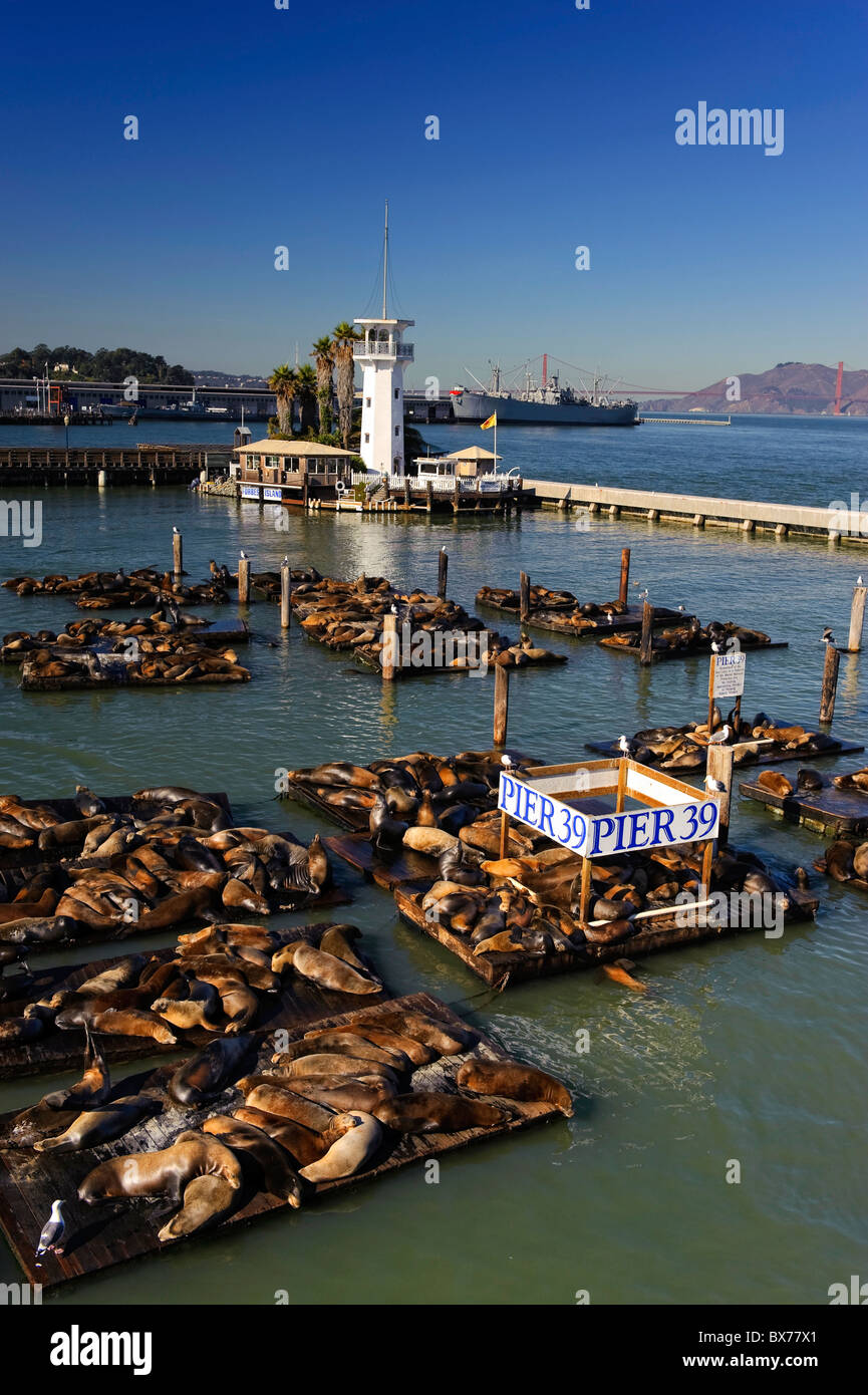 États-unis, Californie, San Francisco, Fisherman's Wharf, Pier 39, lions de mer Banque D'Images