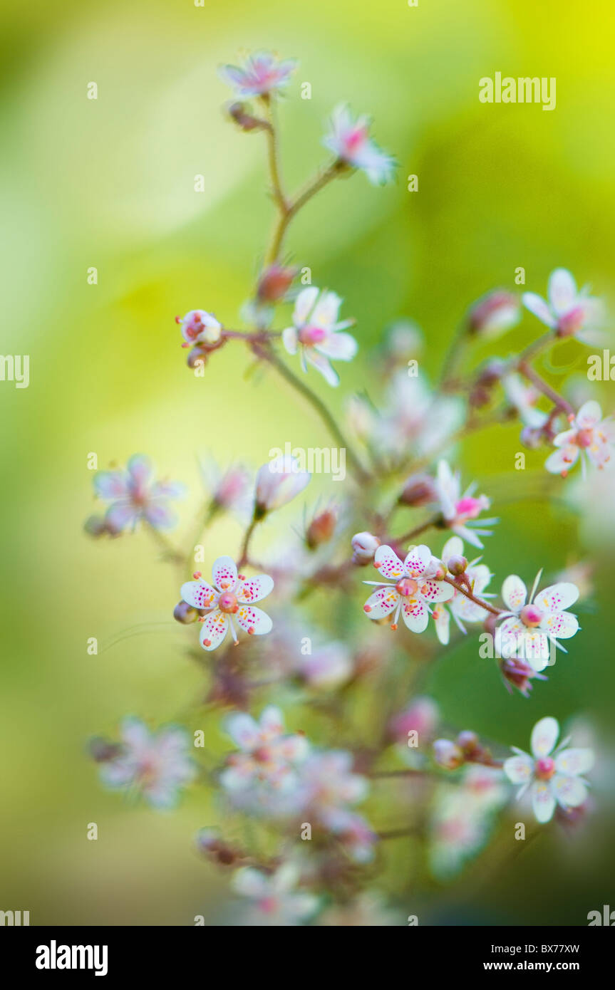 Les petites fleurs délicates de Saxifraga urbium - London Pride Banque D'Images