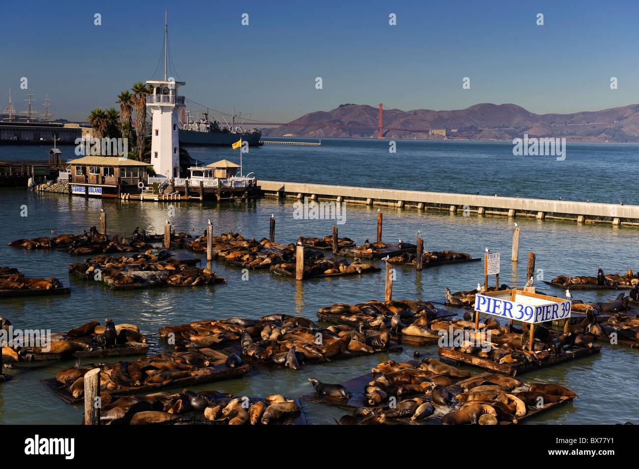 États-unis, Californie, San Francisco, Fisherman's Wharf, Pier 39, lions de mer Banque D'Images
