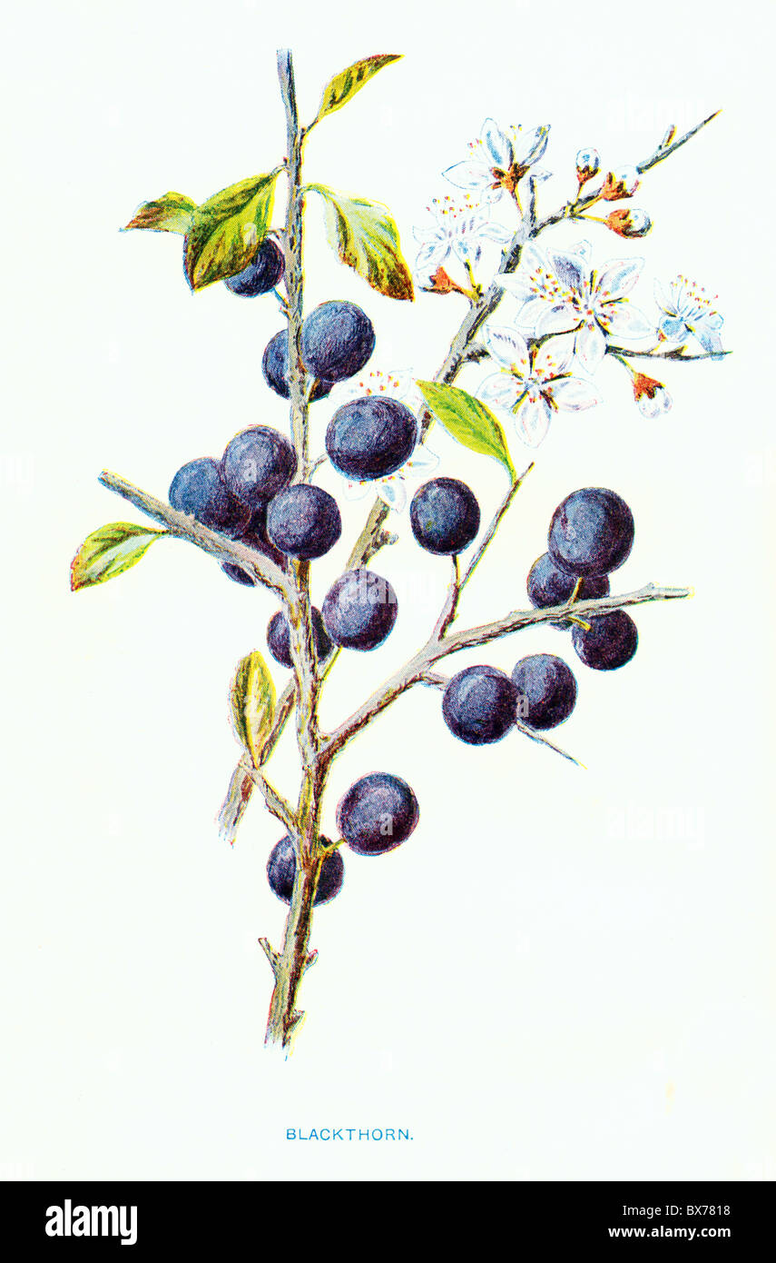 Prunellier (Prunus spinosa) de familiariser les fleurs sauvages par F. Edward Hulme, Lithographie couleur Banque D'Images