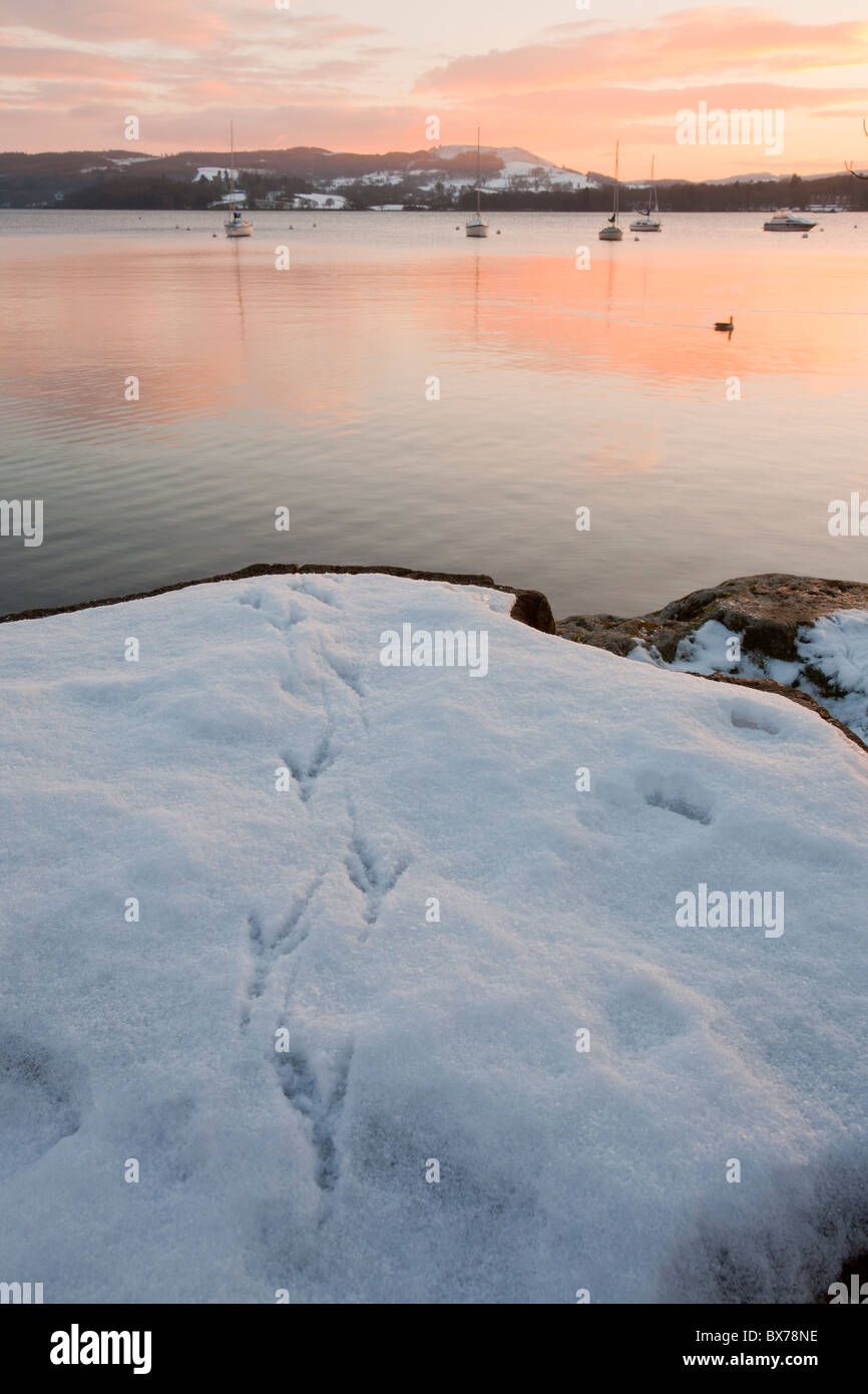 Impressions d'oiseaux dans la neige sur les rives du lac Windermere, Lake District, UK. Banque D'Images