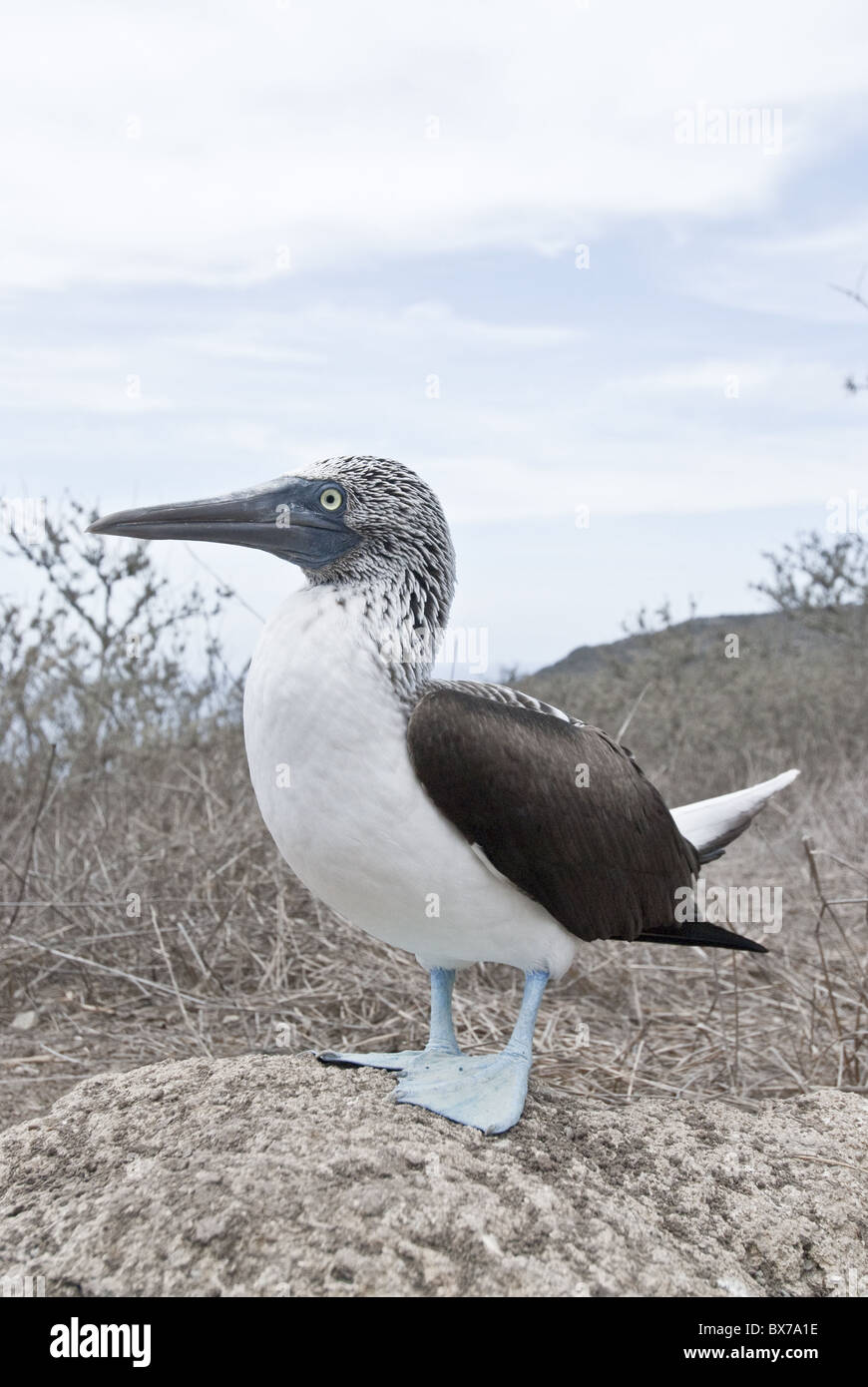 Blue Footed Boobie, de l'Équateur. Banque D'Images