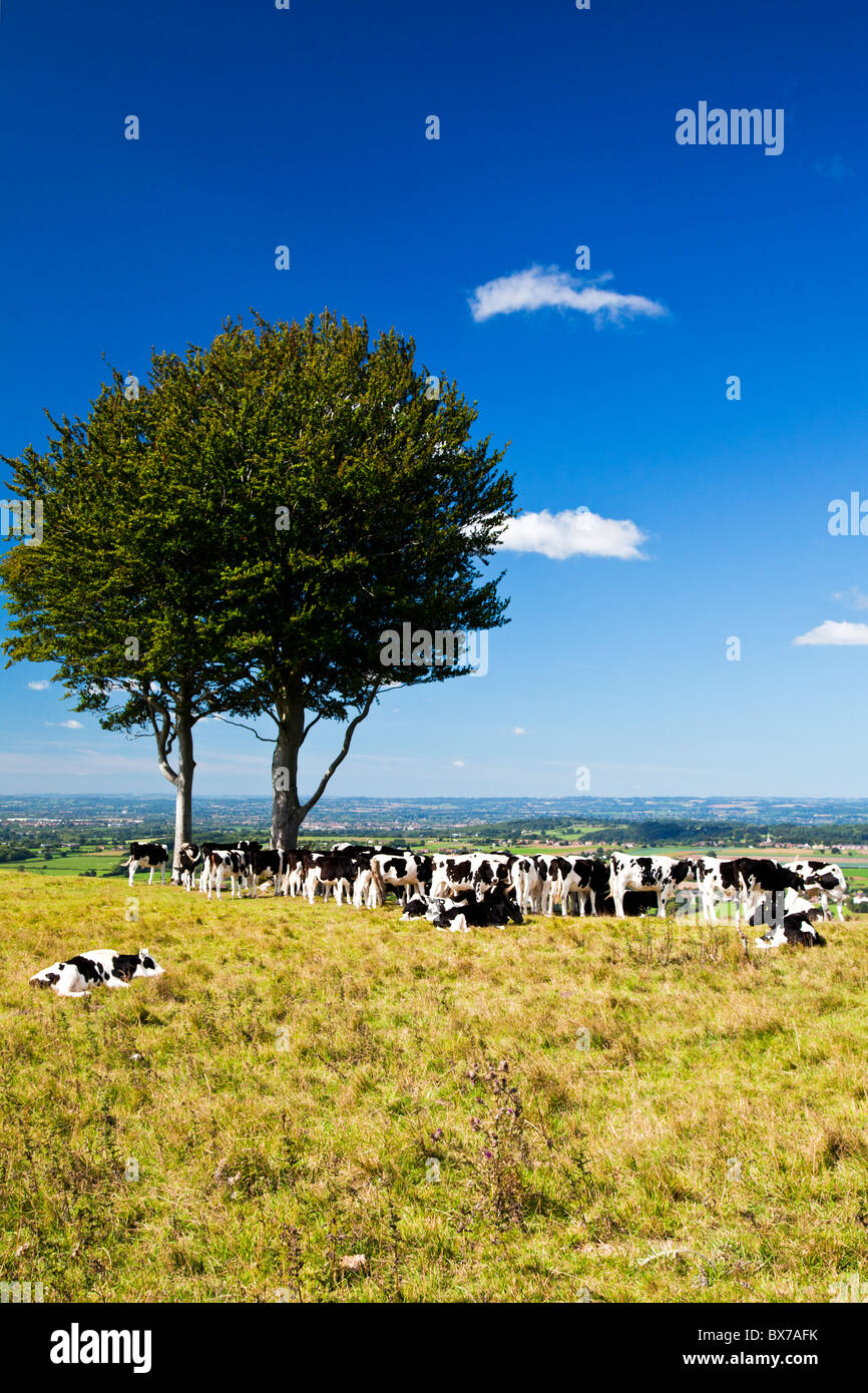 Le pâturage des vaches à Oliver's Castle, un ancien fortin près de Devizes, Wiltshire, England, UK Banque D'Images