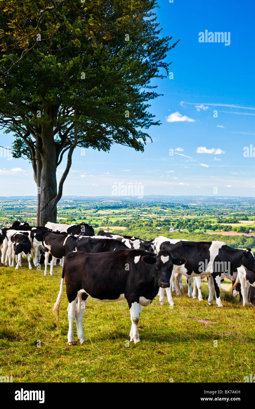Le pâturage des vaches à Oliver's Castle, un ancien fortin près de Devizes, Wiltshire, England, UK Banque D'Images