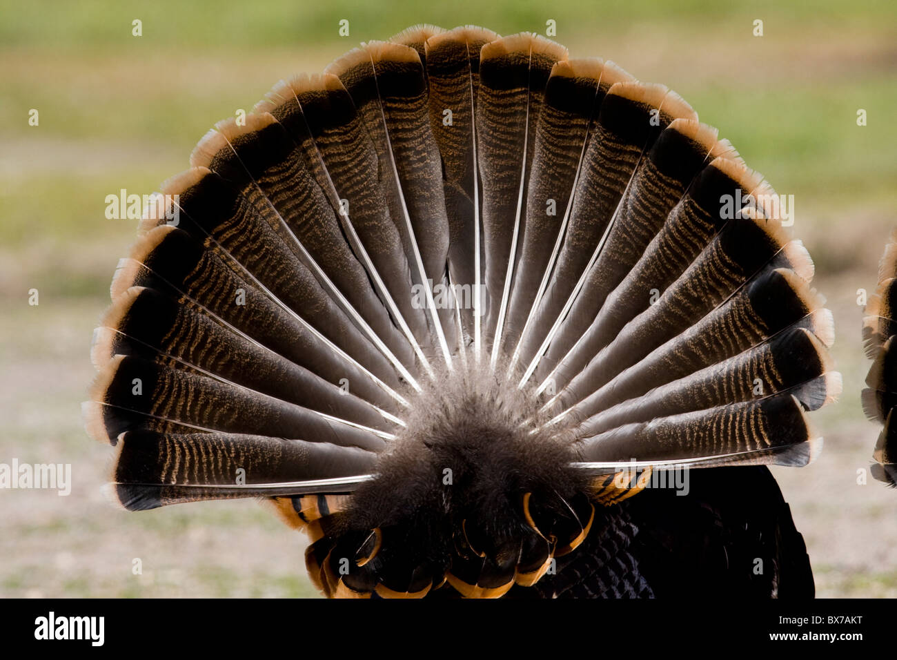 Le Dindon sauvage Western USA afficher Banque D'Images