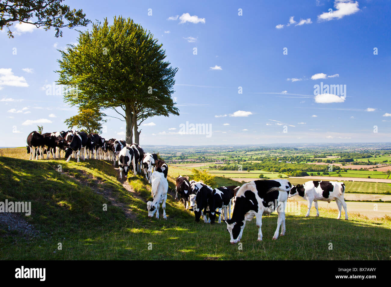 Le pâturage des vaches à Oliver's Castle, un ancien fortin près de Devizes, Wiltshire, England, UK Banque D'Images
