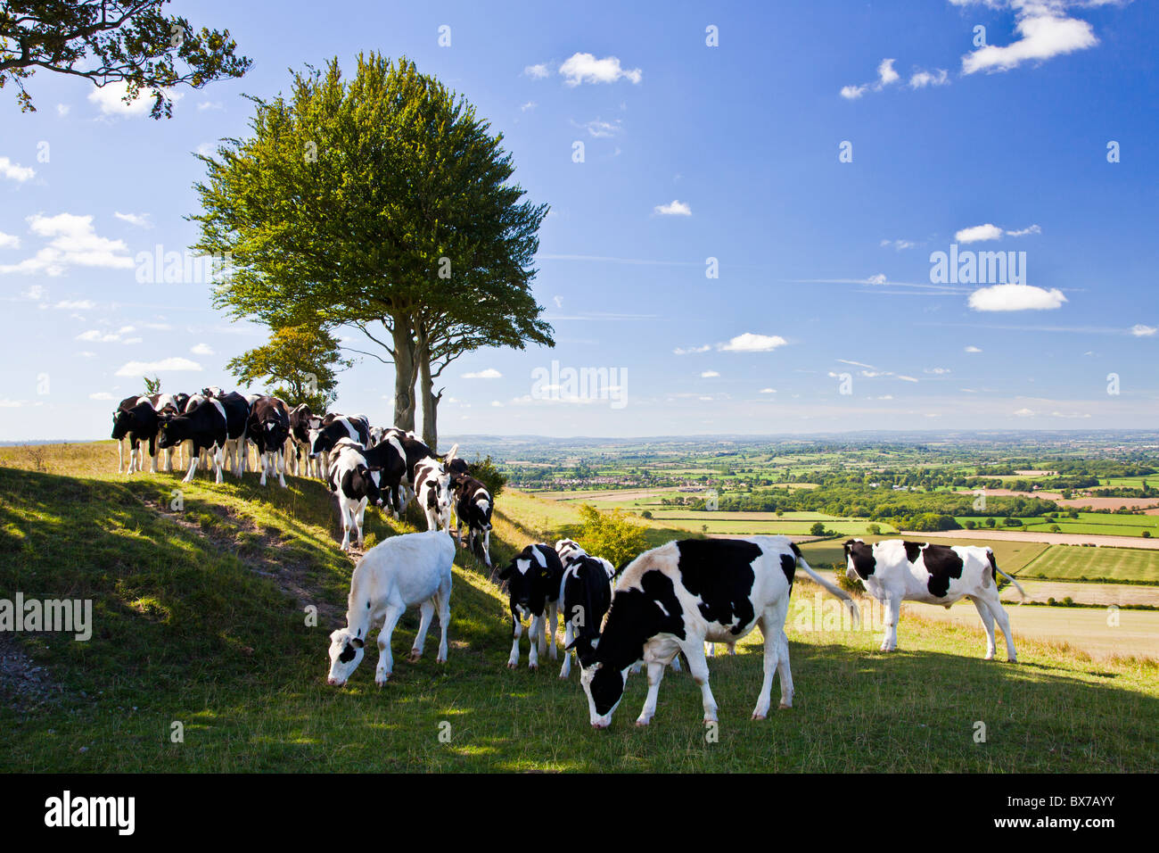 Le pâturage des vaches à Oliver's Castle, un ancien fortin près de Devizes, Wiltshire, England, UK Banque D'Images