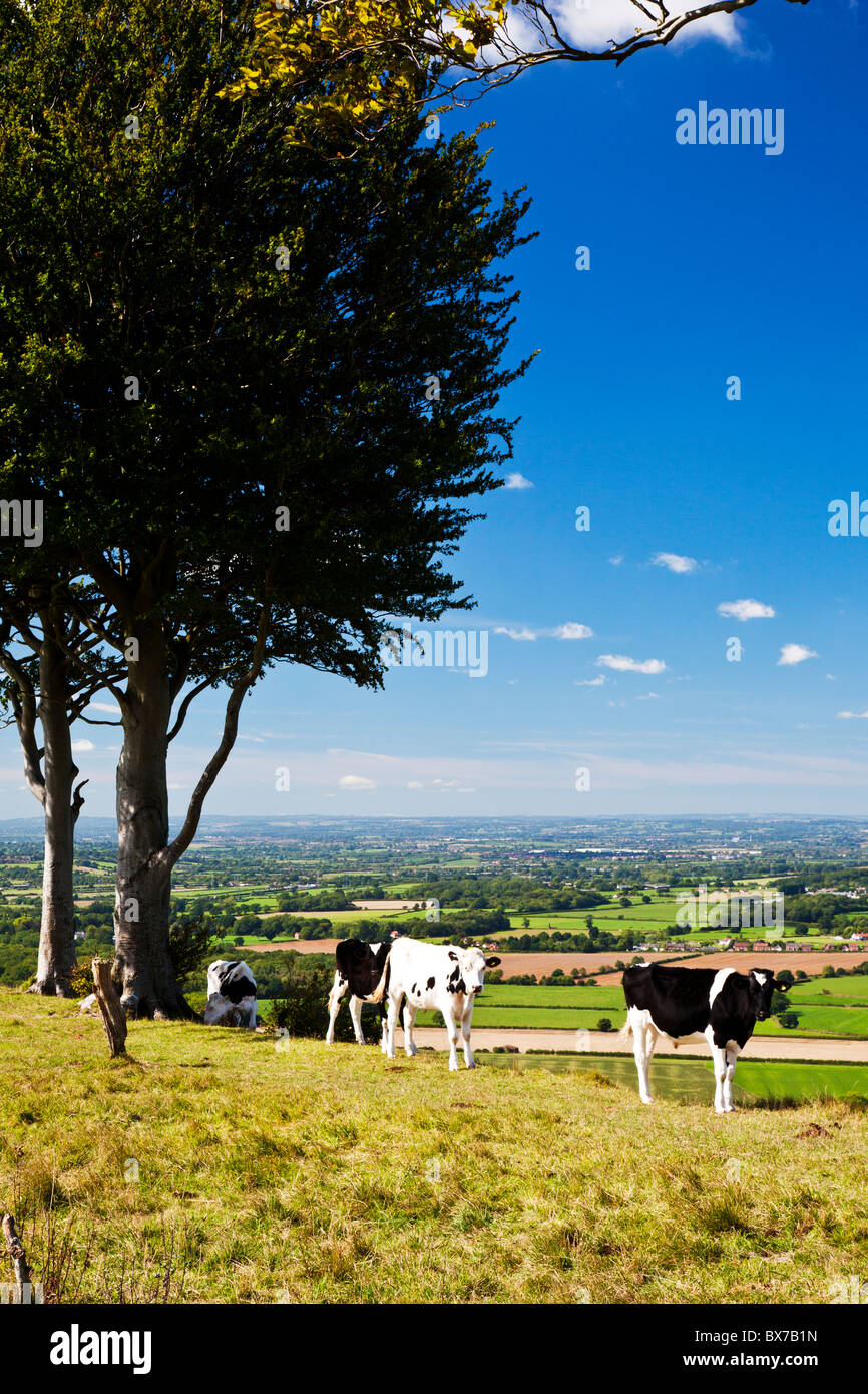 Le pâturage des vaches à Oliver's Castle, un ancien fortin près de Devizes, Wiltshire, England, UK Banque D'Images