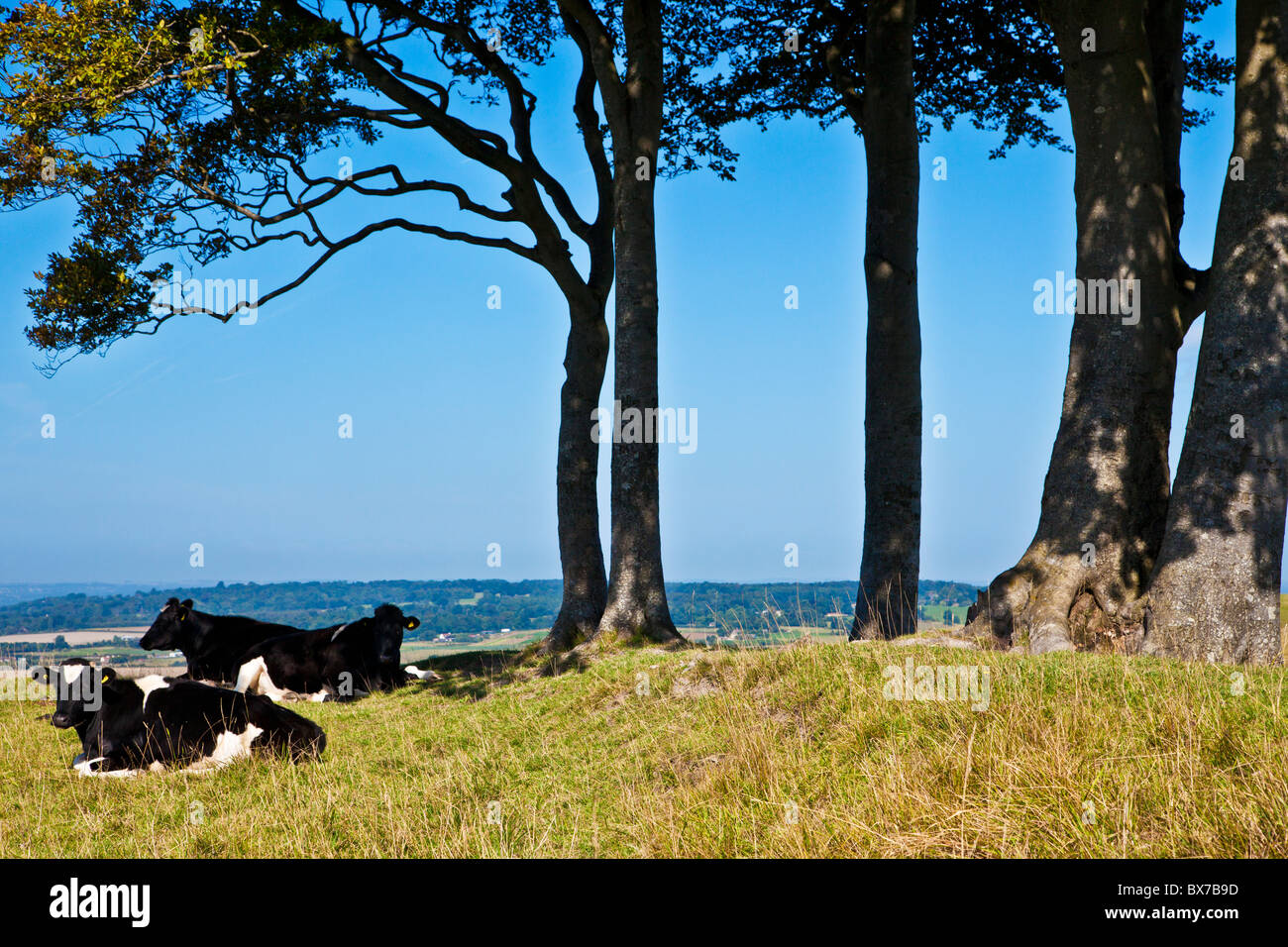 Le pâturage des vaches à Oliver's Castle, un ancien fortin près de Devizes, Wiltshire, England, UK Banque D'Images