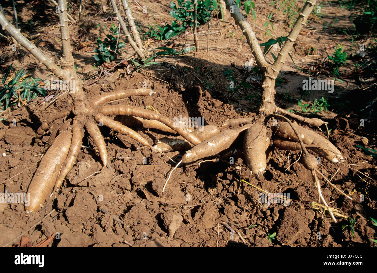 La récolte de manioc, Korat, Thaïlande Banque D'Images