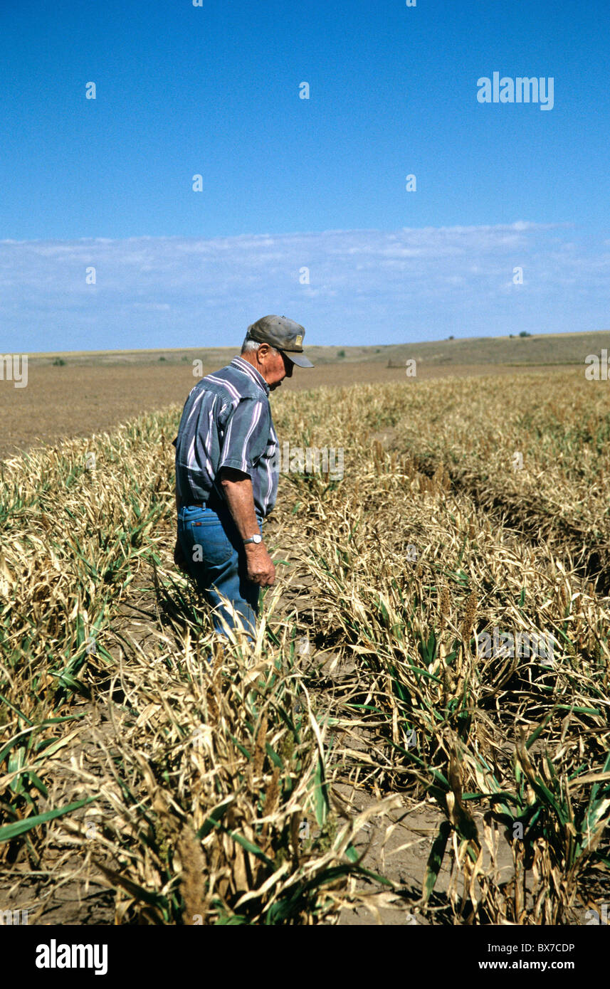 Farmer l'inspection de la récolte dans la région de Milo, champ Banque D'Images