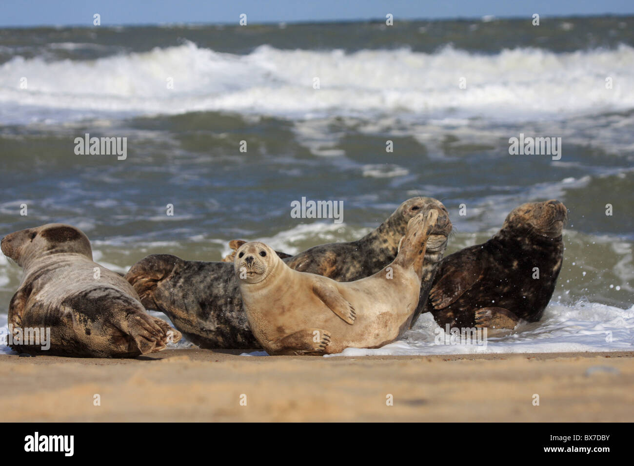 Colonie de phoques gris sur les ondes en hêtre Banque D'Images