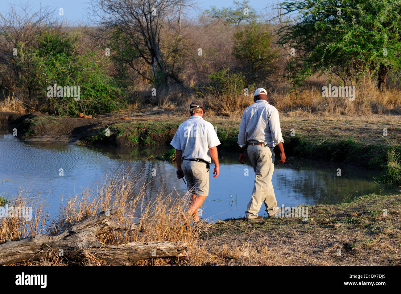 Park Rangers à des pistes d'animaux autour d'un trou d'eau. Le Parc National Kruger, Afrique du Sud. Banque D'Images