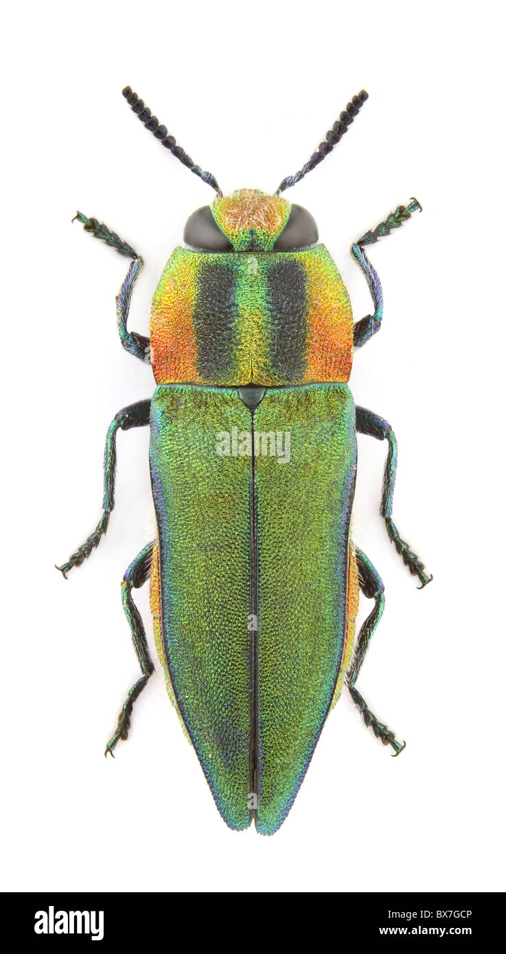 Femelle d'Anthaxia hungarica (Jewel beetle) isolé sur un fond blanc. Banque D'Images