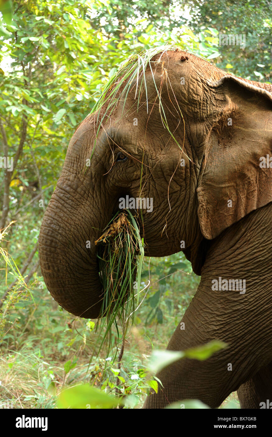 Elle mange de l'herbe de l'éléphant a tiré vers le haut depuis le sol avec son tronc et projetés sur sa tête pour se rafraîchir. Le Cambodge. Banque D'Images