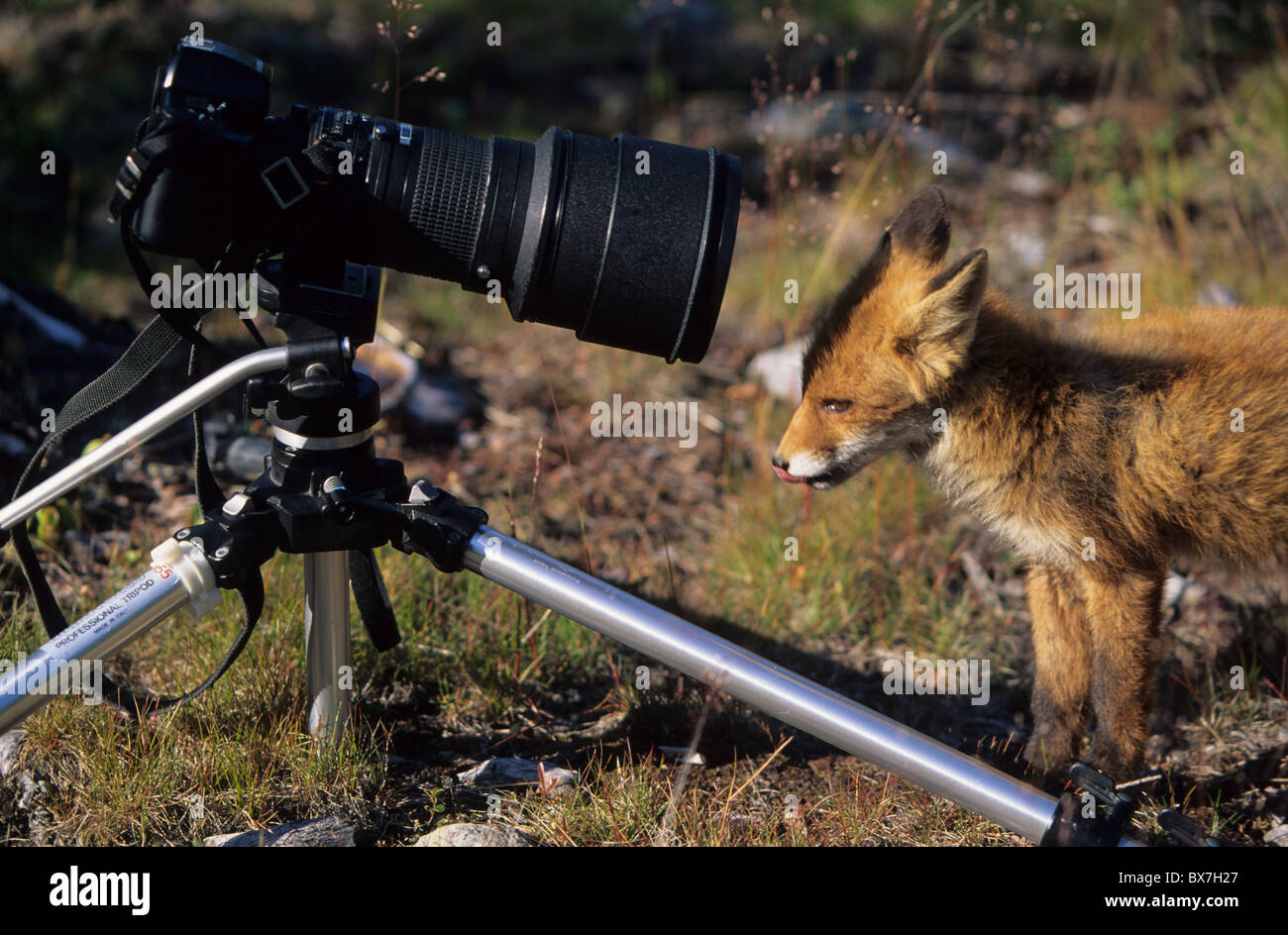 La faune sauvage, le renard roux, l'appareil photo et 300mm, trépied Banque D'Images