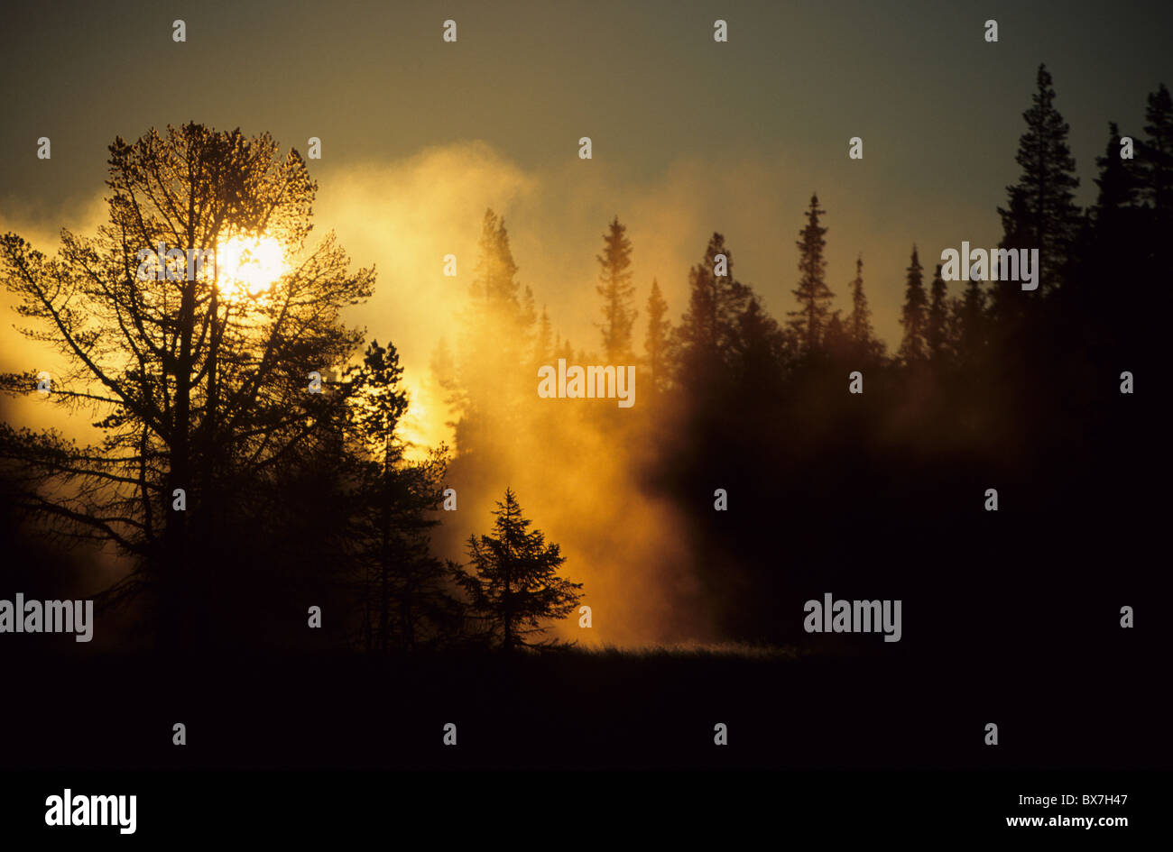 4 h du matin, le jaune de la lumière du matin, la nature, le lever du soleil, d'été, paysage, arbres Banque D'Images